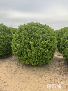 冠幅150厘米大叶黄杨球