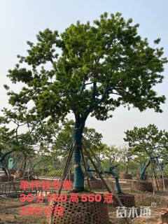 30公分红果冬青