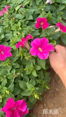 高度20厘米牵牛