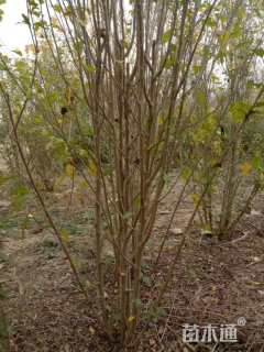 高度150厘米丛生木槿