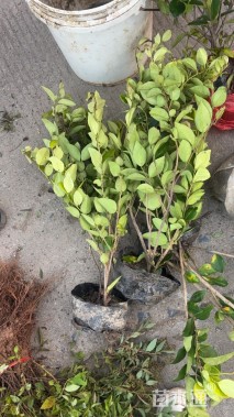 高度40厘米金森女贞