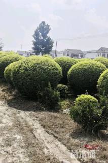 冠幅150厘米亮晶女贞球