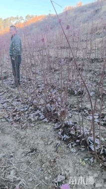 0.2公分日本红枫