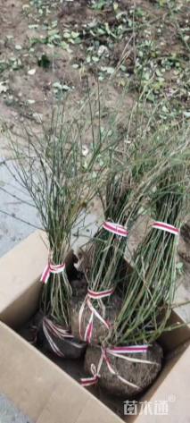 高度35厘米海桐小苗