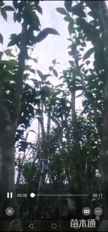 高度300厘米茶树