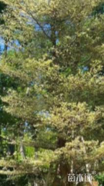 12公分锦叶榄仁