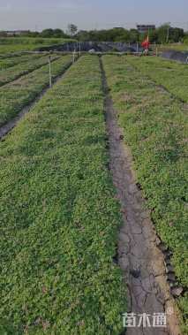 高度5厘米红花酢浆草