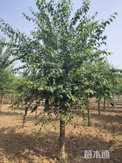 10公分暴马丁香