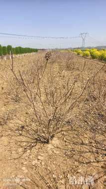 高度1.2厘米木绣球