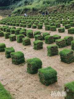 高度30厘米栀子花