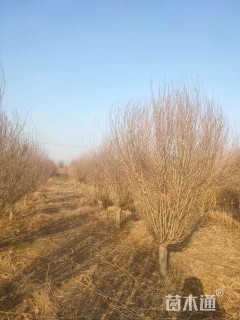 高度430厘米木槿