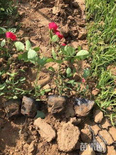 高度25厘米红帽月季