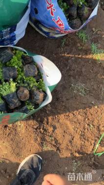 高度15厘米委陵菜