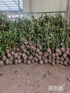 高度140厘米法国冬青