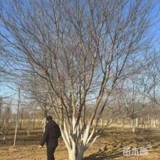 10公分(5杆)丛生朴树