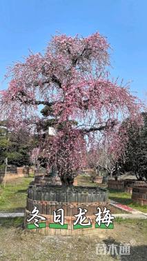 30公分龙梅
