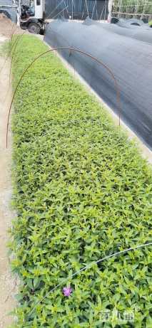 高度20厘米巴西野牡丹