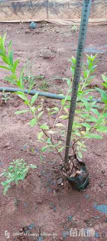 高度40厘米毛鹃