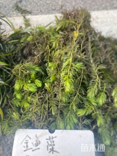 高度30厘米金鱼藻