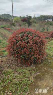 冠幅120厘米红叶石楠球