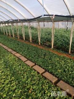 高度12厘米大花月季