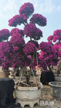 高度400厘米三角梅