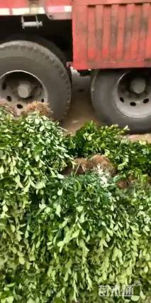 高度35厘米胶东卫矛