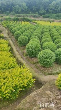 冠幅150厘米银姬小蜡球