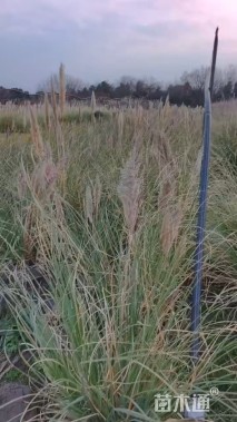高度120厘米矮蒲苇