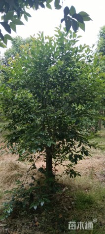 冠幅50厘米大叶女贞球