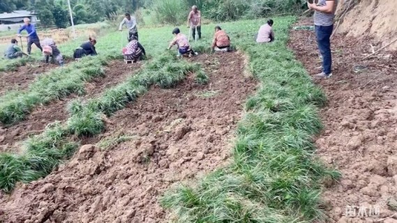 高度20厘米麦冬