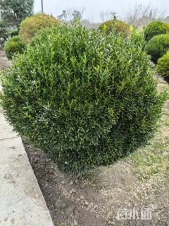 冠幅70厘米瓜子黄杨球