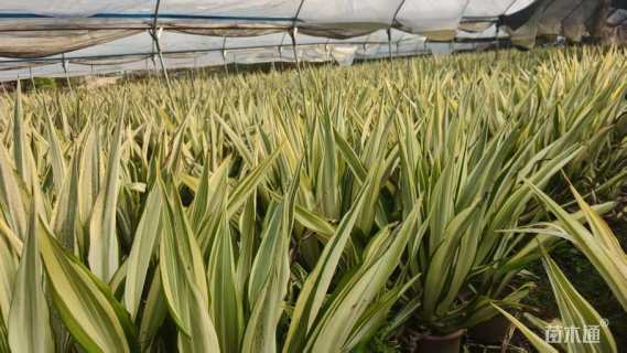 高度80厘米金边万年麻