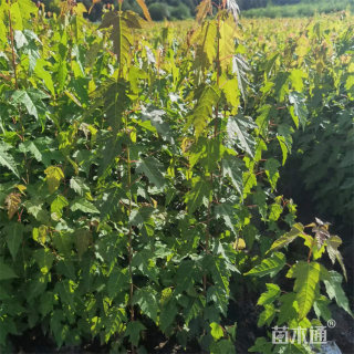 高度50厘米茶条槭