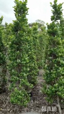 高度25厘米紫花马樱丹