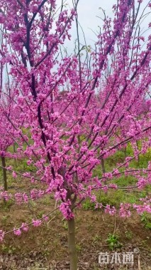 高度300厘米紫荆