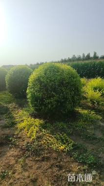 冠幅100厘米金叶榆球