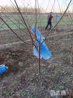 高度200厘米红叶榆叶梅