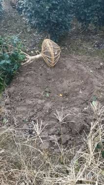 高度220厘米茶花-六角大红