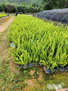 高度38厘米排骨草