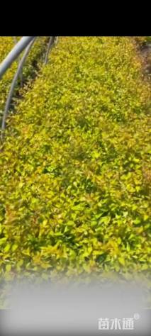 高度35厘米六道木