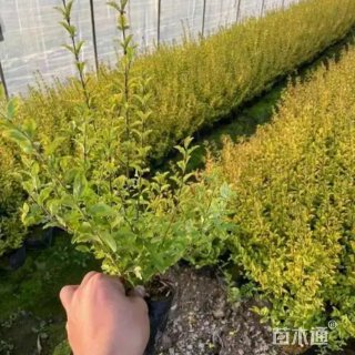 大杯苗亮晶女贞小苗