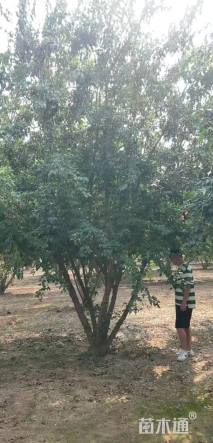 高度550厘米丛生茶条槭
