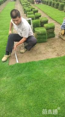 高度35厘米大叶栀子