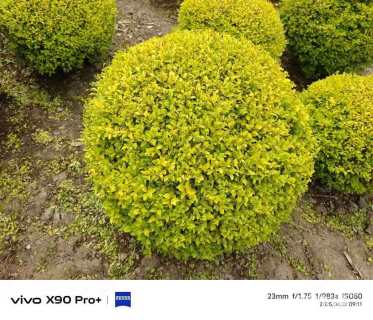 冠幅160厘米亮晶女贞球