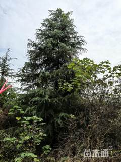 高度400厘米雪松