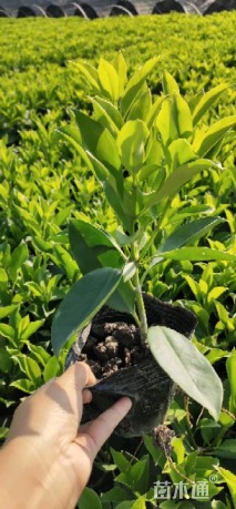 非洲茉莉