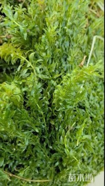 高度30厘米黑藻