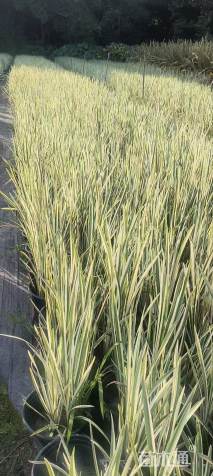 高度50厘米花叶玉蝉花