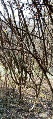 高度200厘米卫矛